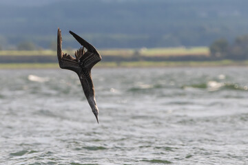 Juvenile northern gannet dives for fish, Chanonry Point, Scotland