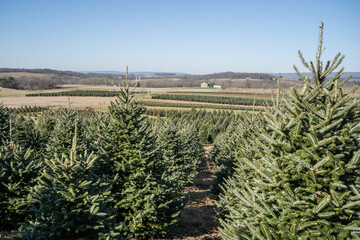 Rows of Christmas Trees at Tree Farm 