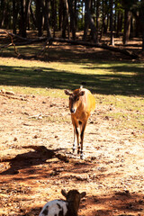 Nilgai is a large Asian antelope Boselaphus tragocamelus