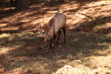 Curious red deer Cervus elaphus stag with large horns i