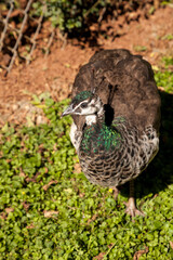 Peahen peacock bird Pavo cristatus crouches