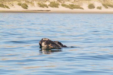 Fototapeta premium Avistaje de ballenas