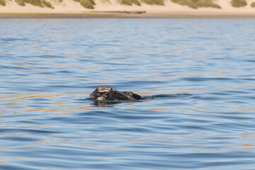 Fototapeta premium Avistaje de ballenas