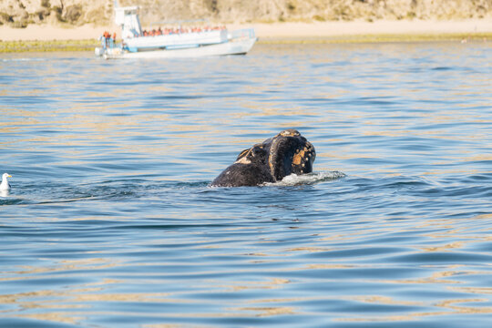 Avistaje de ballenas