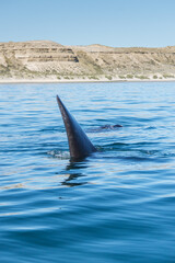 Fototapeta premium Avistaje de ballenas