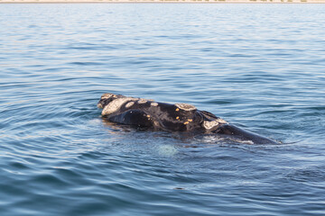 Fototapeta premium Avistaje de la ballena Franca Austral