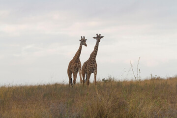 Naklejka na ściany i meble Giraffe's grazing in the wild at Sunrise 