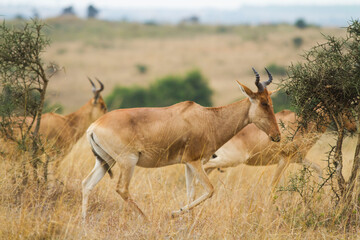 A herd of Impala grazing in the Wild