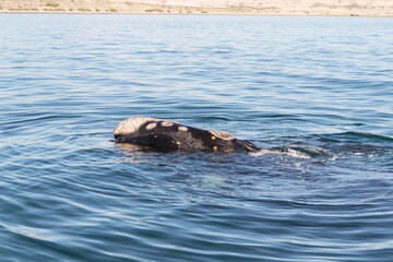 Fototapeta premium Avistaje de la ballena Franca Austral