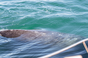 Obraz premium Avistaje de ballenas