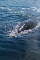 Fototapeta premium Avistaje de la ballena Franca Austral