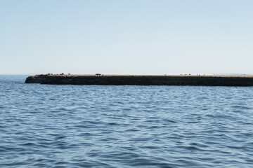 Lobos marinos en la costa