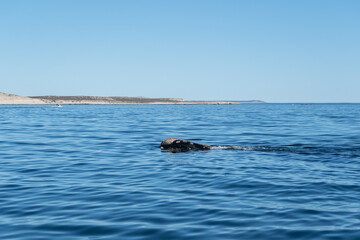 Fototapeta premium Avistaje de ballenas