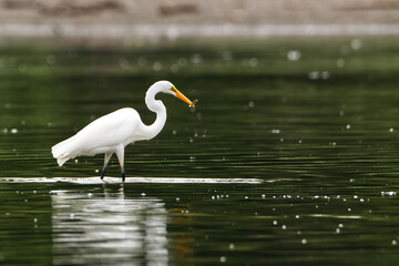 Great Egret catching a fish
