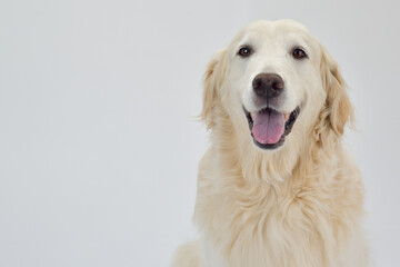 笑顔で正面を見つめる大型犬,笑顔で正面を見つめるゴールデンレトリバー