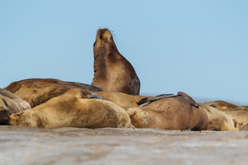 Lober&iacute;a en Puerto Madryn