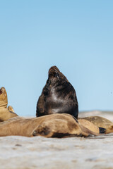 Fototapeta premium Lobos marinos en la costa