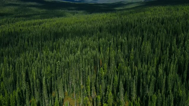 Top down view of vast larch forests in Alberta. Drone Shot of the pine woods and Scenic Mountains with snow Peaks in Banff National Park on a sunny day. Aerial video over a forest in Rocky Mountains