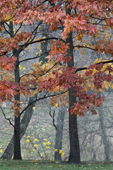 Maples in the autumn park in Moscow