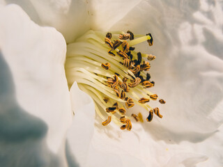 close up of a flower