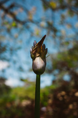 agapanthus flower bud