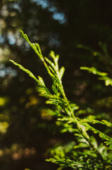 close up of green leaves