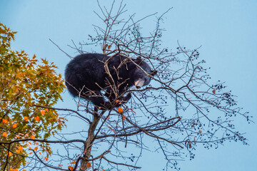 A rare view of a huge black bear on the top of a tall and skinny tree, feeding on tree berries....