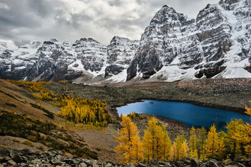 Yellow trees and turquoise lake by snowy mountains in the Canadian Rockies.  Banff National Park. Eiffel lake.  Alberta. Canada 