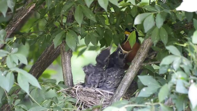 Robbin Feeding Babies in its Nest