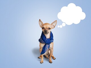 Adorable dog thinking about food, speech bubble, blue background, dry food