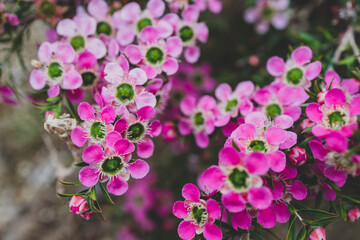 native Australian pink tea tree plant outdoor in beautiful tropical backyard