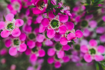 native Australian pink tea tree plant outdoor in beautiful tropical backyard