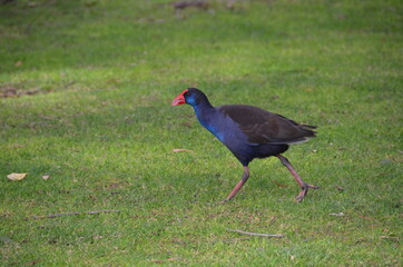 Purple Swamphen Gallinule Western Australia
