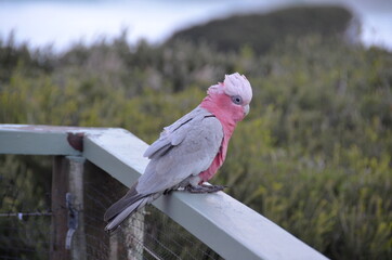 cute pink and grey galah western australia