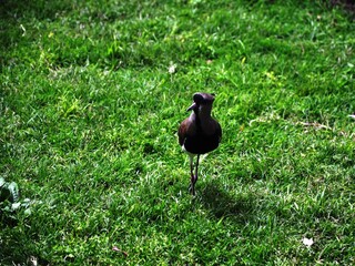 Fototapeta premium Teros