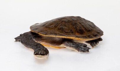 Broad Shelled River Turtle or Broad Shelled Snake-Necked Turtle (Chelodina Chelvdera) on white background