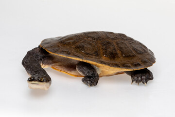 Broad Shelled River Turtle or Broad Shelled Snake-Necked Turtle (Chelodina Chelvdera) on white background