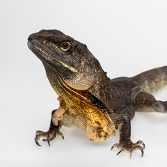 Frilled Necked Lizard, Frilled Dragon or Frilled Agama (Agamidae) on a white background