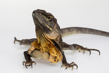 Frilled Necked Lizard, Frilled Dragon or Frilled Agama (Agamidae) on a white background