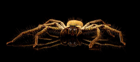 Golden Huntsman Spider, member of the family Sparassidae, sitting on a black background