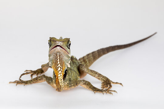 Boyd's Forest Dragon, arboreal agamid lizard on a white background