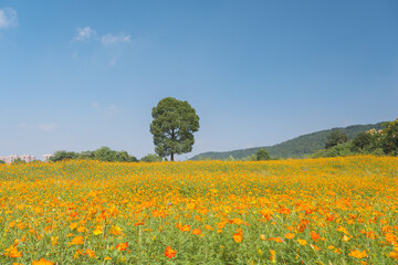 Scenery of sulfur chrysanthemum sea in Optics Valley Xiyuan Park, Wuhan, Hubei
