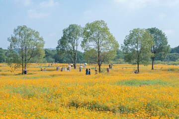 Fototapeta premium Scenery of sulfur chrysanthemum sea in Optics Valley Xiyuan Park, Wuhan, Hubei
