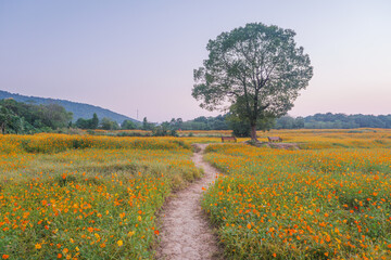 Scenery of sulfur chrysanthemum sea in Optics Valley Xiyuan Park, Wuhan, Hubei