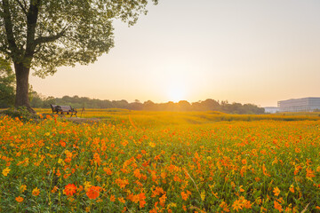 Obraz premium Scenery of sulfur chrysanthemum sea in Optics Valley Xiyuan Park, Wuhan, Hubei