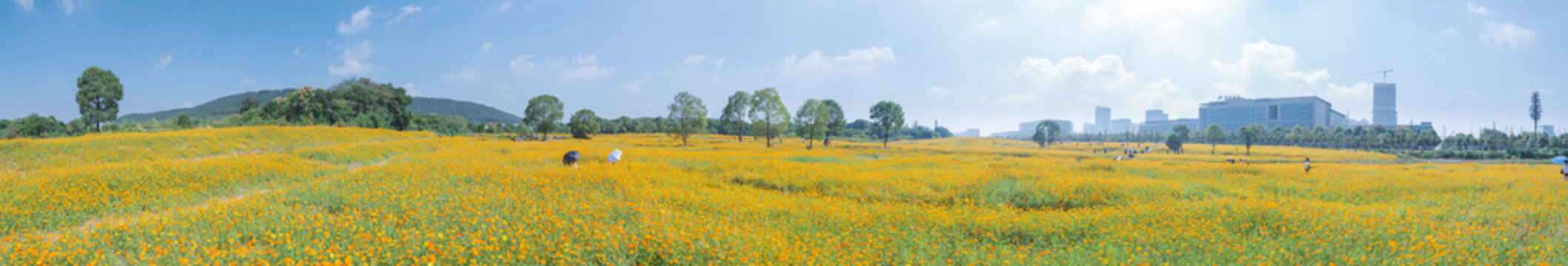 Scenery of sulfur chrysanthemum sea in Optics Valley Xiyuan Park, Wuhan, Hubei