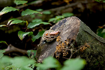 Mushrooms along a hiking trail in an Ontario Provincial Park in the fall.