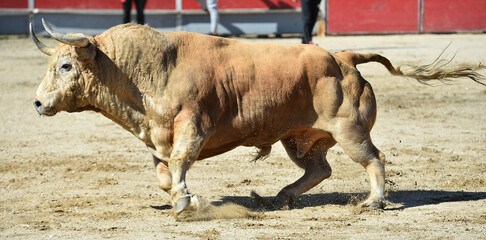 angry bull with big horns in spanish bullring 