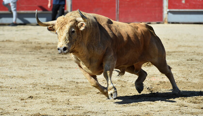 Obraz na płótnie Canvas angry bull with big horns in spanish bullring 