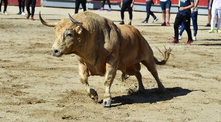 angry bull with big horns in spanish bullring 